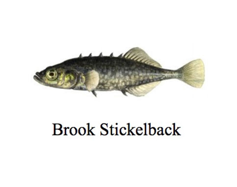 Stickleback