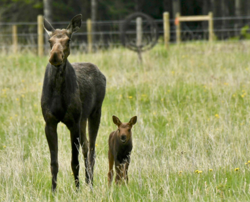 Moose