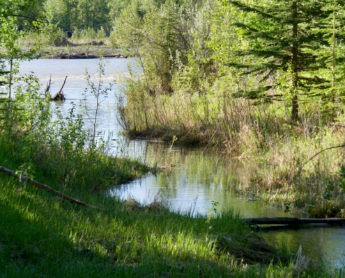 Alberta Water Quality Creek Red Deer River Sally Banks