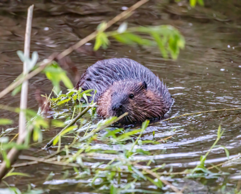 Bergen Conservation