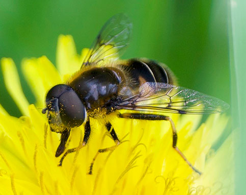 Hoverfly on Flower