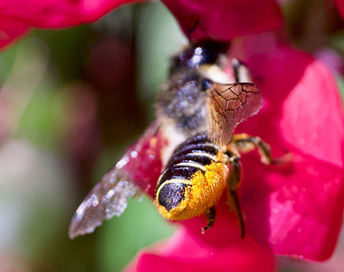 Leafcutter Bee