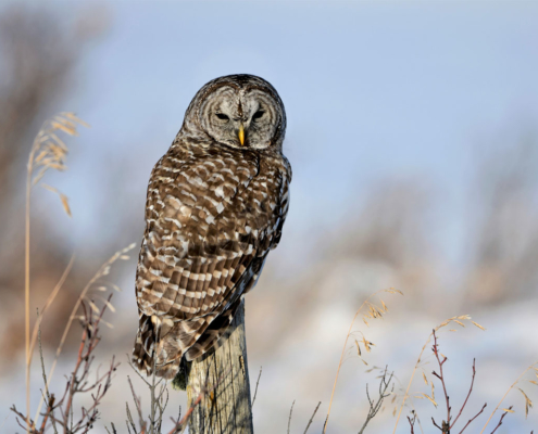 Owl Ridge Conservation Easement