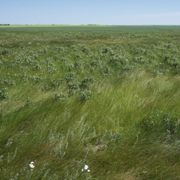 among the wild ones - A vast expanse of prairie