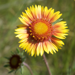 among the wild ones - Wild Gaillardia