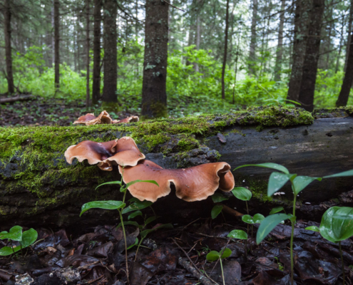 antoniuk conservation easement project