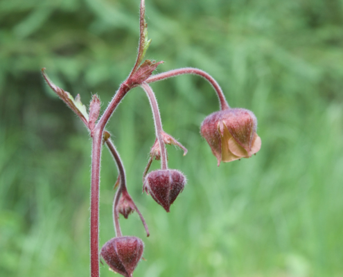 native plant walk 2018 alberta