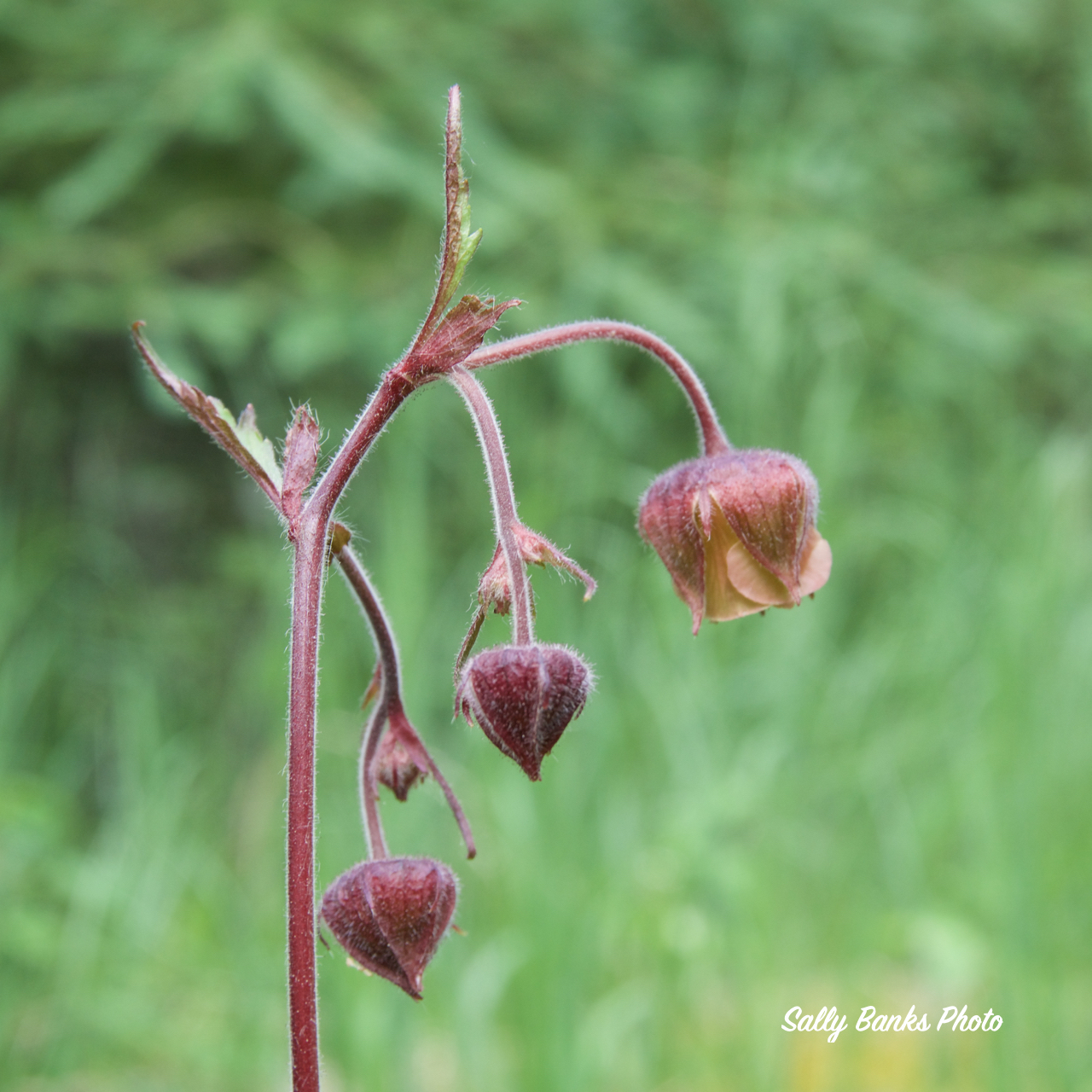 native plant walk 2018 alberta