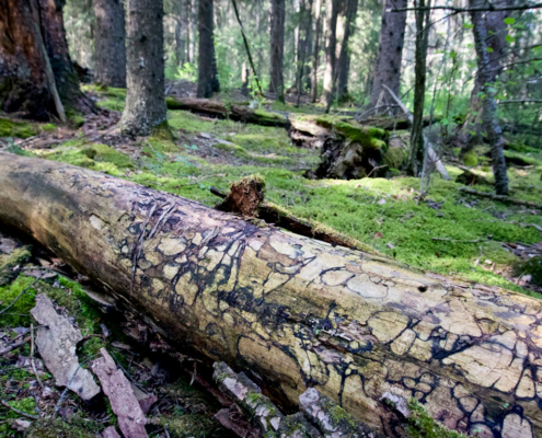 painted log paint pixels legacy land trust society