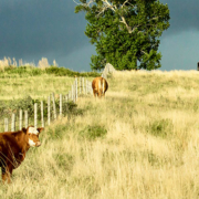 Grassland Cows