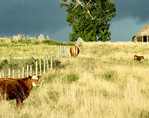 Grassland Cows