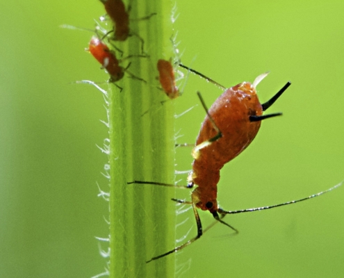 Red Aphids