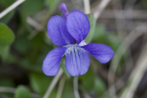 Early Blue Violet