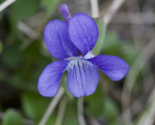 Early Blue Violet