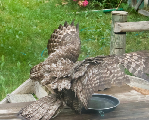 Great Gray Owl