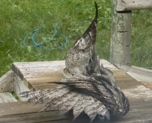 Great Gray Owl