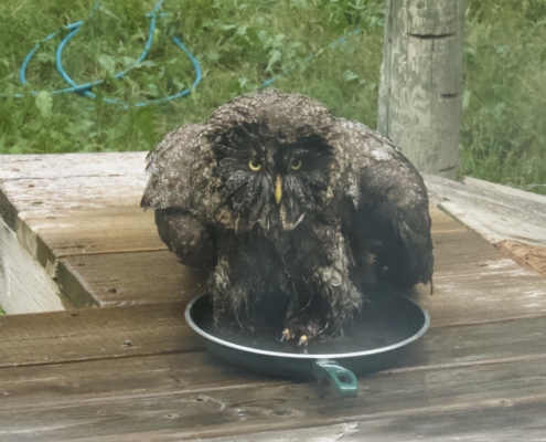 Great Gray Owl