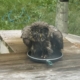 Great Gray Owl