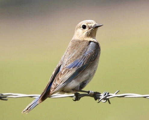 Female Mountain Bluebird