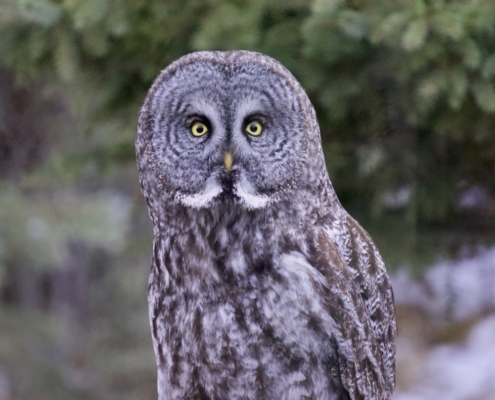 Great Gray Owl