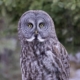 Great Gray Owl