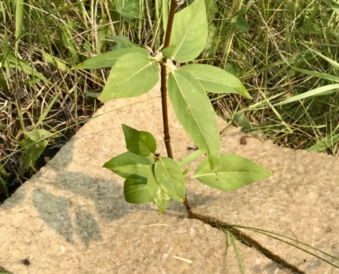 Tree Planting