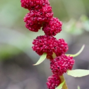 Strawberry Blite