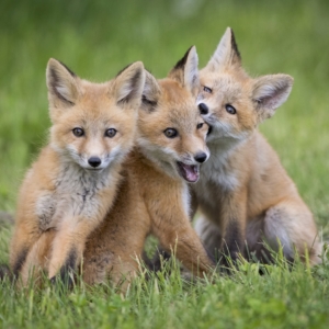 kit red foxes