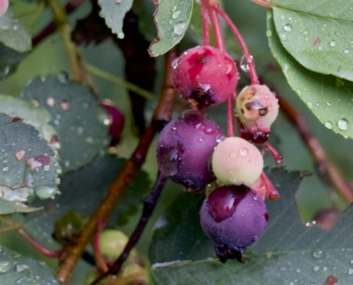 saskatoons with rain drops