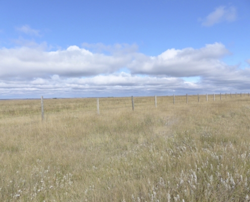 mixed grass prairie with fence