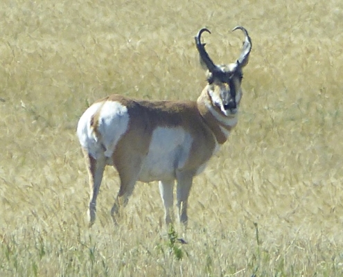 pronghorn on standing on prairie