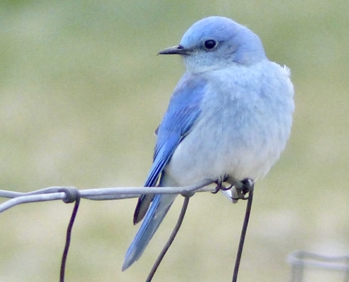 mountain bluebird on wire fence