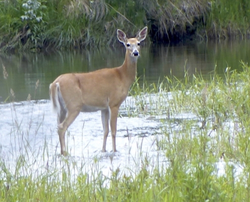 whitetail deer standing in creek