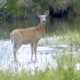 whitetail deer standing in creek