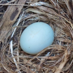 Mtn Bluebird Egg