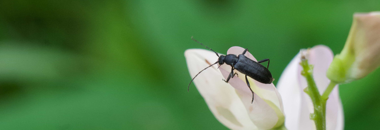 Long-horned Flower Beetle