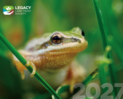 Boreal Chorus Frog by Jayden Aragon Boreal Chorus Frog by Jayden Aragon